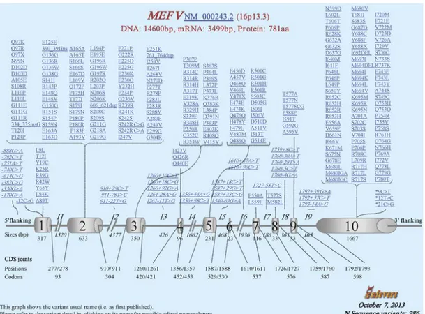 Şekil 3.17.MEFV geni ve mutasyonlar  http://fmf.igh.cnrs.fr/ISSAID/infevers/ 