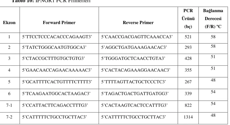 Tablo 11: IFNGR2 PCR Primerleri 