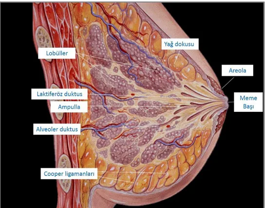 Şekil 1: Memenin anatomik yapısı (27). 