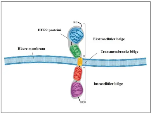 Şekil 6: HER2 proteininin yapısı (94).  