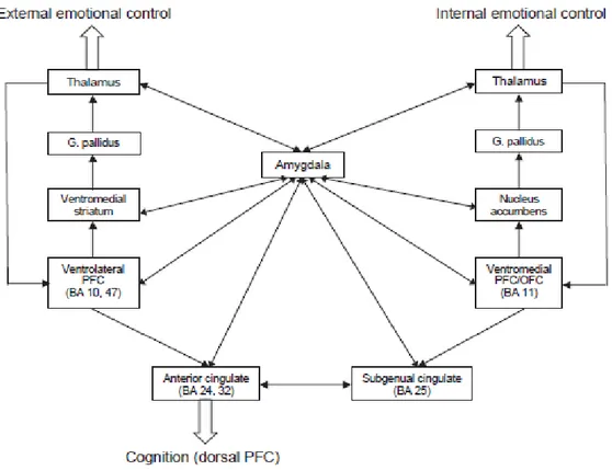 Şekil  1:  Emosyon  kontrolünde  rol  oynayan  ventromedial  ve  ventrolateral  prefrontal  yolaklar 