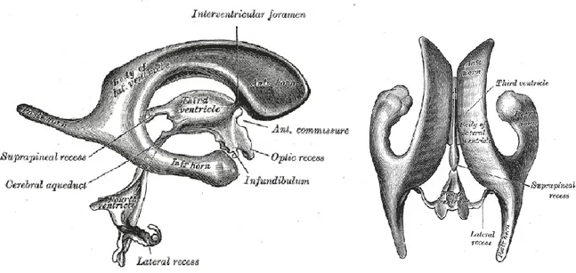 Şekil 2: Ventrikül sistemi ve lateral ventriküller 