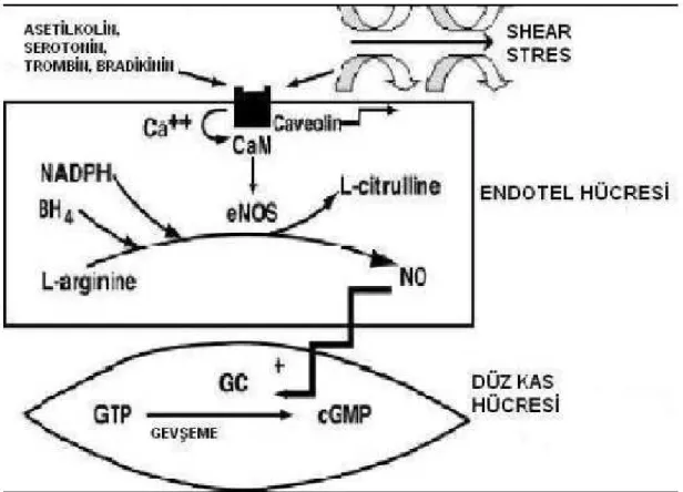 Şekil 2.: NO sentezi [98]. NO, endotelyal nitrik oksit sentaz (eNOS) tarafından L-argininden  üretilir