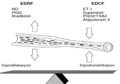 Şekil 3.: Endotel dokunun normal işlev görmesi endotel kaynaklı gevşetici faktörler (EDRF)  ve endotel kaynaklı konstriktör faktörler (EDCF) arasındaki dengeye bağlıdır [85]