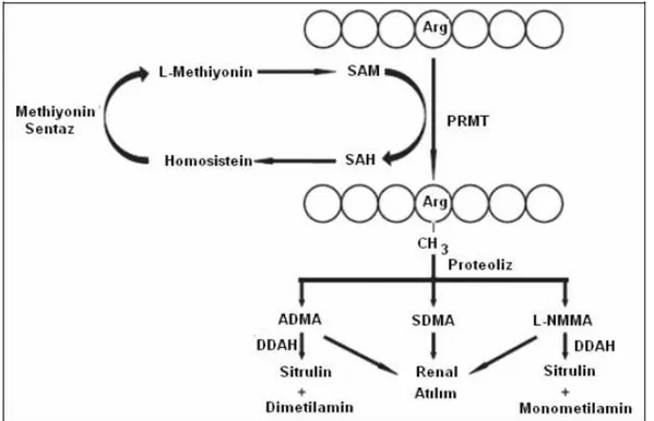 Şekil 4.: Endojen metilargininlerin sentez ve metabolizması 