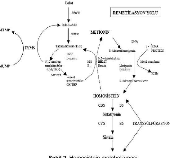 Şekil 2. Homosistein metabolizması 