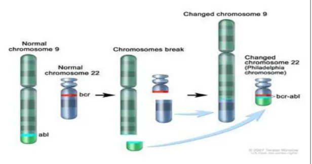 Şekil 2.Philadelphia kromozomu 