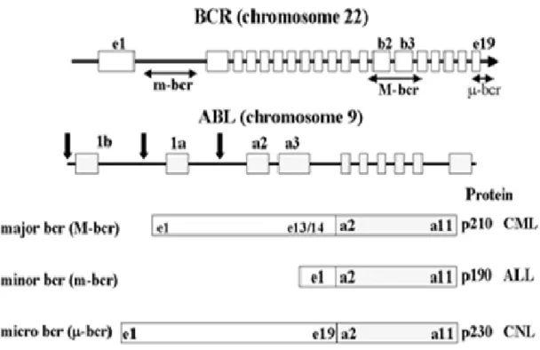 Şekil 5. Bcr ve Abl genlerindeki kırılma noktaları ve Bcr-Abl füzyon proteinleri  