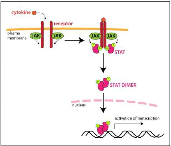 Şekil 8: JAK/STAT Sinyal İletim Yolağı: 