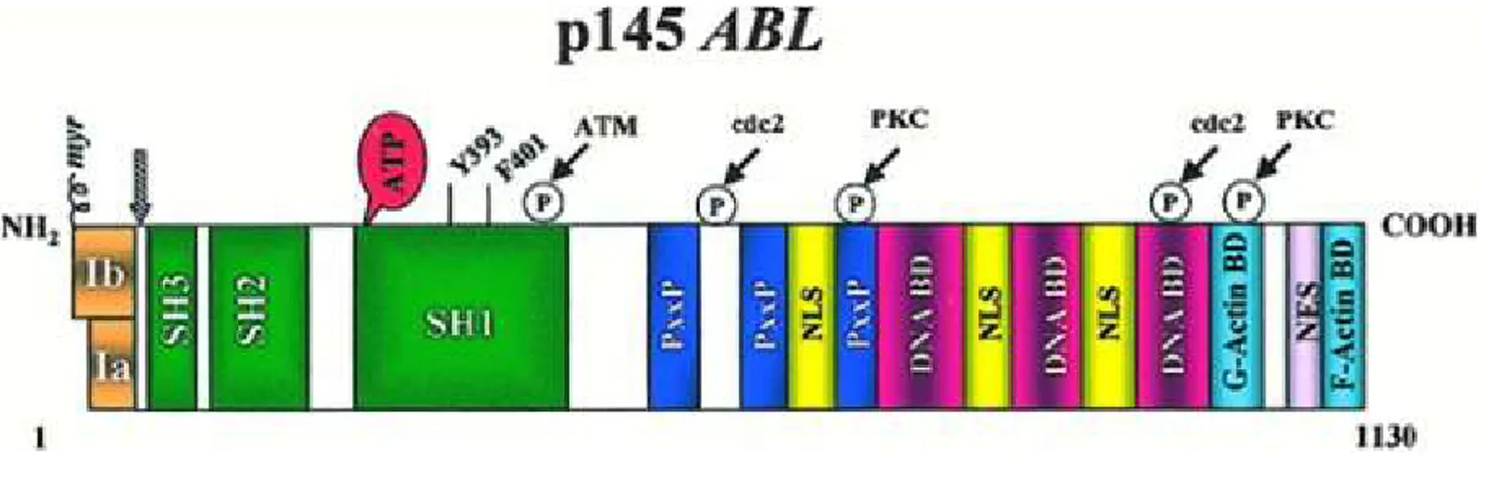 Şekil 6:  Abl proteininin yapısı (3) 