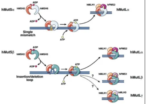 Şekil 8: E. Coli ve insanda DNA MMR sistemi çalışma mekanizması (56)  