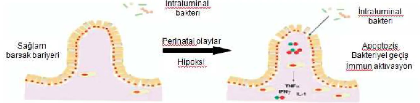 Şekil 8. NO’nun barsak bariyeri üzerine etkileri 