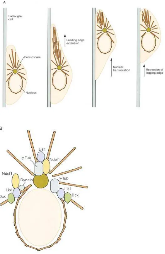 Şekil 3. Mikrotübüler hücre iskeletinin nöronal migrasyondaki yeri 