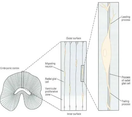 Şekil  1.  Nöronların  radial  glial  hücreler  boyunca  migrasyonu.  Radial  glial  hücrelerden  oluştuktan sonra, embryonik serebral korteksteki  yeni oluşan hücreler,  radial glial hücrelerin  gövdelerini  sararlar