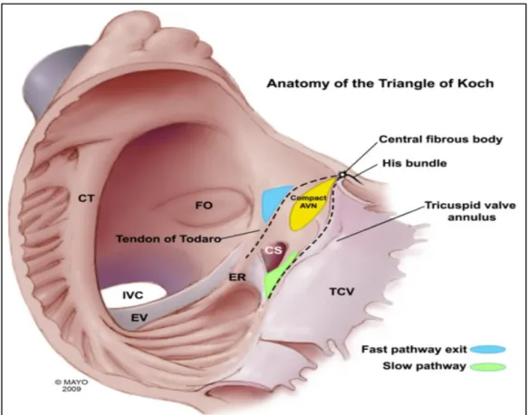 Şekil 1:   Koch üçgeni anatomisi, AV nodun yapısı ve hızlı / yavaş iletim yolları