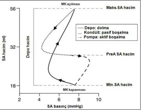 Şekil 5: Sol atriyum fazik fonksiyonları ve hacimleri.  SA: Sol atriyum, MK: Mitral kapak, Maks:  Maksimum,    Min: Minimum