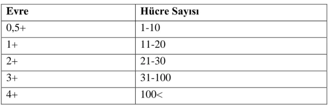 Tablo 3: Vitreus İçin Evreleme Şeması (5) 