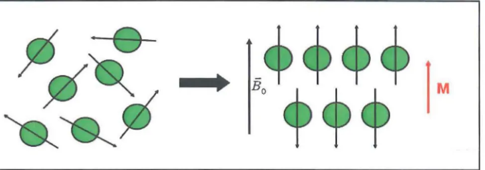 Tabla  1:  Magnetlerin  guc;:  birimi  Tesla'd1r  (1  Tesla  (T)=10 . 000  gauss).  Paralel  dizilen  protonlann  anti-paralel  dizilenlerden  ne  kadar  az  farkla  fazla  olduguna  ve  bu  farkm  magnetin  tesla  gucu  artt1k&lt;;:a  belirginle~tigine  d