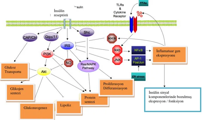 Şekil 2: İnsülinin  hücre  düzeyindeki  etkileri  (*  http://www.abcam.com  adresinden  alıntılanarak  düzenlenmiştir.) Glukoz Transportu Glikojen sentezi Glukoneogenez  Lipoliz  Protein sentezi  Proliferasyon  Differansiasyon İnsülin reseptörü  İnflamatua