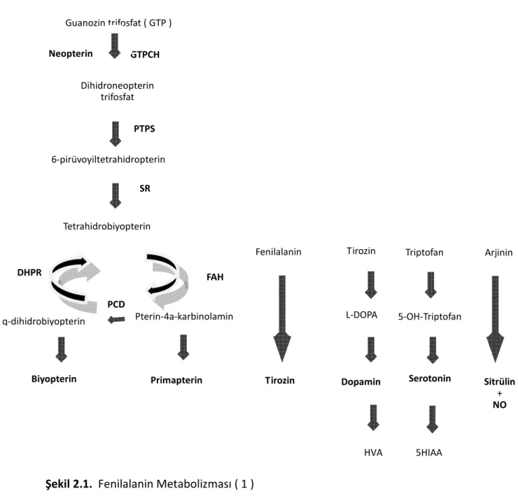 Şekil 2.1.  Fenilalanin Metabolizması ( 1 ) 