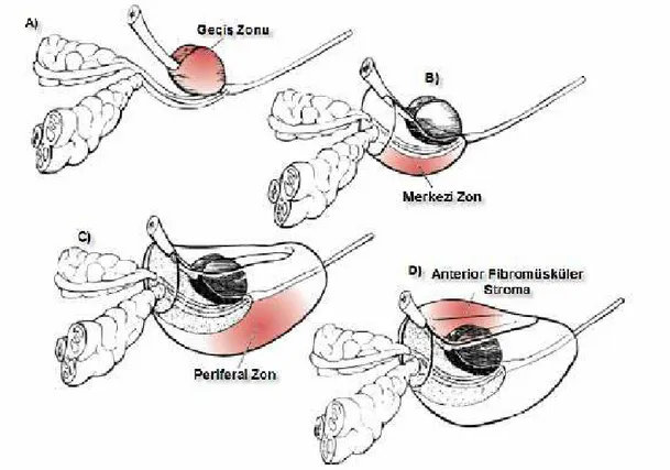 Şekil 1: Prostat Bezinin Bölgeleri. A) Prostat bezi geçi ş   zonu, B) Merkezi  zon, C)  Periferal zon ve D) Anterior fibromüsküler stroma 
