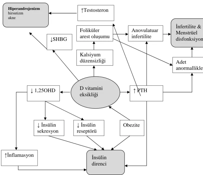 Şekil 7. PCOS Patolojisinde D Vitamini Eksikliğinin Rolü Foliküler arest oluşumu Kalsiyum düzensizliği  Anovulatuar infertilite  Adet  anormallikleri ↑ PTH ↓ 1,25OHD ↑İnflamasyon ↓SHBG ↓ İnsülin sekresyonu ↓ İnsülin reseptörü Obezite D vitamini eksikliği H