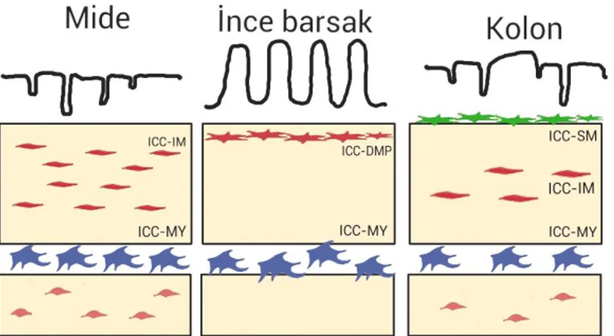 Şekil  3.  Gastrointestinal  kanaldaki  intersitisyel  cajal  hücrelerinin  tipleri.  ICC-MY  (mavi) sirküler (CM) ve longitudinal (LM) kas tabakaları arasında, ICC-IM (kırmızı) ve  ICC-DMP  (kırmızı)  sirküler  ve  longitudinal  kaslar  arasında,  ICC-SM 