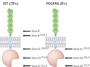 Şekil 8. KIT ve PDGFRα reseptör mutasyonlarının şematik çizimi ve  mutasyon oranları. DT