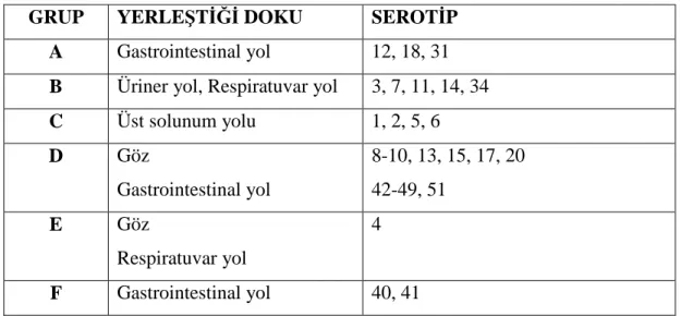 Tablo 1. Adenovirüs serotipleri ve yerleştiği dokular 
