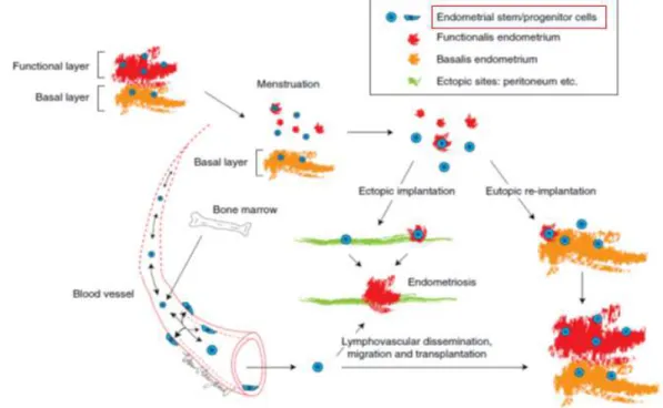 Şekil 7- Endometrioziste kök hücre 