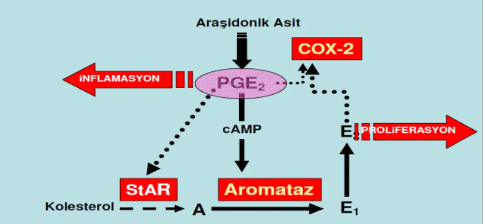 Şekil 8-  Endometrioziste Hormonal Mekanizmalar 