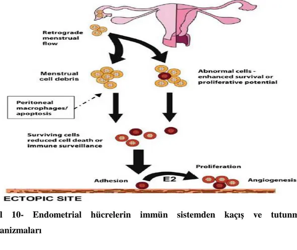 Şekil  10-  Endometrial  hücrelerin  immün  sistemden  kaçış  ve  tutunma  mekanizmaları 