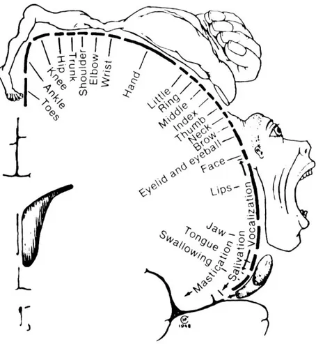 Şekil 5: Koronal kesitte primer motor korteks görülmektedir.  