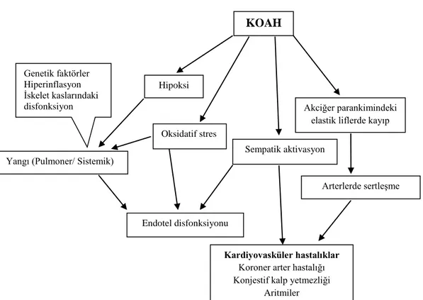 Şekil 1. Kronik obstrüktif akciğer hastalığında kardiyovasküler hastalık  gelişmesine katkıda bulunan mekanizmalar (4) 