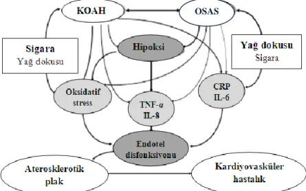 Şekil 6. KOAH ve OSAS etkileşiminin sonuçları (46) 