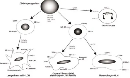 Şekil 1: Histisitositik hücrelerin immun fenotipik işaretleri  Tablo 1. Çocukluk çağı histiositik hastalıklarının sınıflaması 