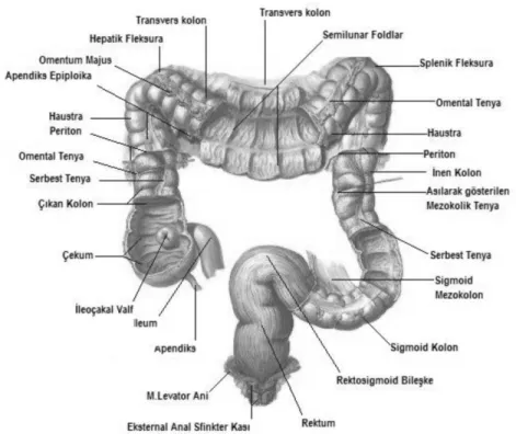 Şekil 4.1. Kolon Anatomisi (116) 