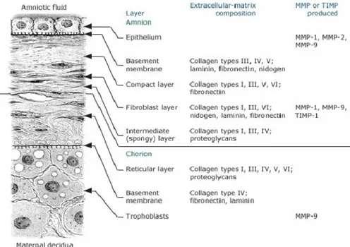 Şekil 1: Amnion ,koryon  ve desidua (151) 