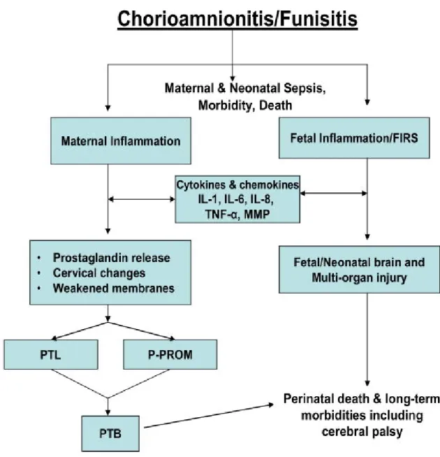 Şekil  4:    Koryoamnionitin  patogenezi:  Maternal  ve  Fetal  Yanıt  ve  Komplikasyonlar