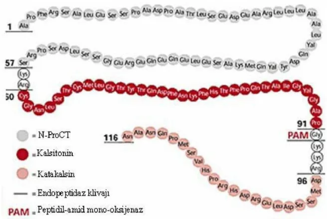 Şekil 5:  PCT’nin aminoasit dizisi 
