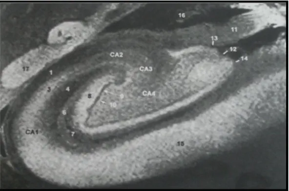 Şekil 2: 1-7. Hipokampüs proper (cornu ammonis)  (CA1-CA4); 8-10. Dentat girus; 11. Fimbria; 15