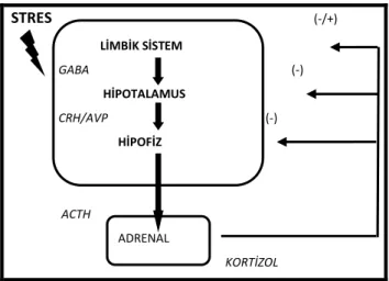 Şekil 5: Stres ve HPA aksı