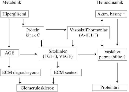 Şekil  2.1.  Diyabetik  nefropati  patogenezi.  A-II:  anjiotensin-II,  ET:  endotelin,  AGE:  ileri  glikasyon ürünleri, TGF-β: transforme edici büyüme faktörü beta, VEGF: vasküler endotelyal  büyüme faktörü, ECM: ekstrasellüler matriks (57)