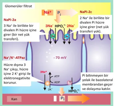 Şekil  2.5.  Renal  proksimal  tubül  epitelinde  NaPi  taşıyıcı  proteinleri  aracılığı  ile  fosfor  geri  emilimi (80)