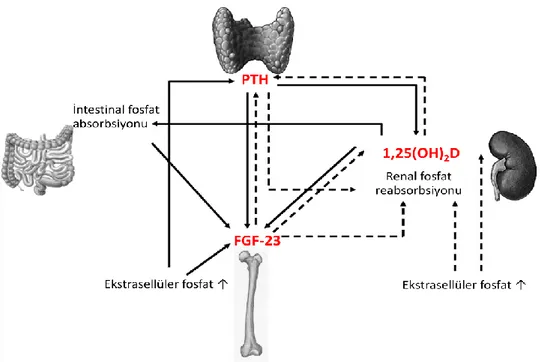 Şekil 2.13. Fosfat homeostazında kemik-böbrek-paratiroid aksı (126). 