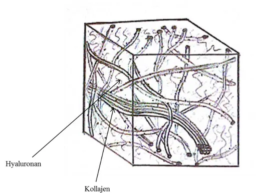 Şekil 1 Vitreusun jel yapısının sürdürülmesini sağlayan bağlantıların şematik  gösterimi