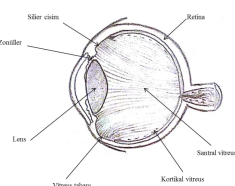 Şekil 2Vitreus içerisinde kollajen liflerinin dizilimi gösterilmekte. Anatomik olarak  vitreus kendi içerisinde santral, kortikal ve vitreus tabanı olmak üzere bölgelere 