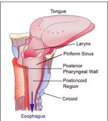 ġekil 4: Hipofarinks Anatomisi 