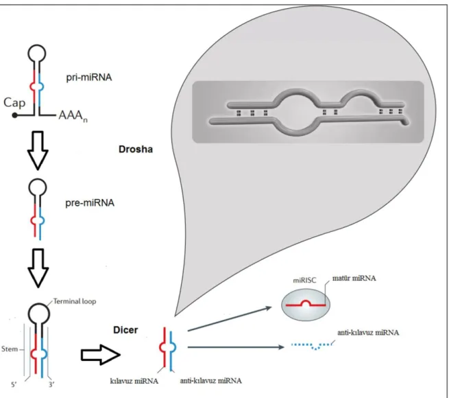 Şekil 1: Şematik olarak miRNA ve öncülleri [14, 15] 