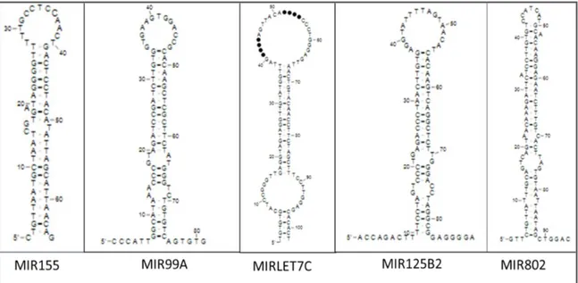 Şekil 5: Önceki çalışmalarda DS’li fetüslerde ekspresyonları anlamlı çıkan miRNA'lar 